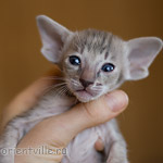Ориентальный котенок