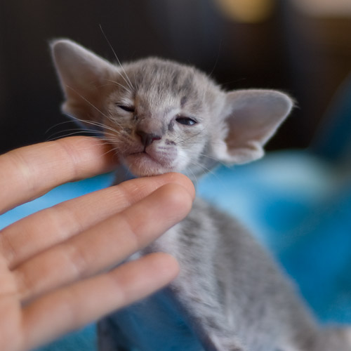 Orientville's Henrietta 24 дня