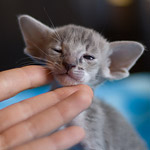 Orientville's Henrietta 24 дня