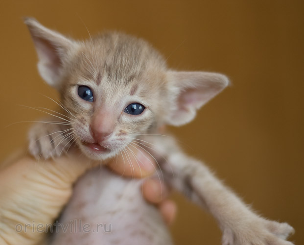 Orientville's Isadora 24 дня