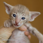 Ориентальный котенок