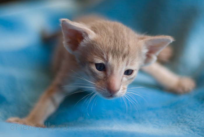 Orientville's Isadora 24 дня