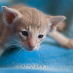 Orientville's Isadora 24 дня