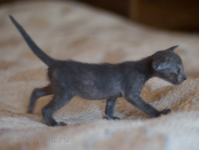 Orientville's Helen 24 дня