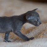 Orientville's Helen 24 дня