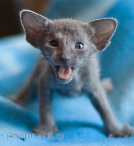 Orientville's Helen 24 дня