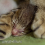 ориентальный котенок