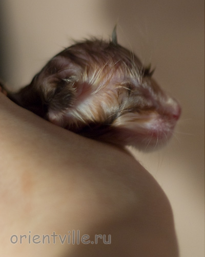 Новорожденный