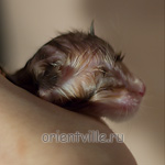 Новорожденный