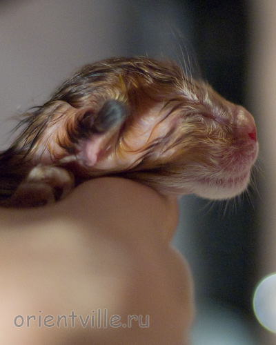 Новорожденный