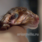 Ориентальный котенок