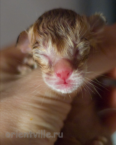 Новорожденный