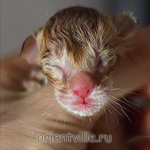 Новорожденный