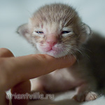 Ориентальный котенок