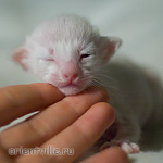 Сиамский котенок