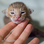 Ориентальный котенок