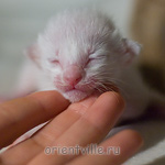 Сиамский котенок