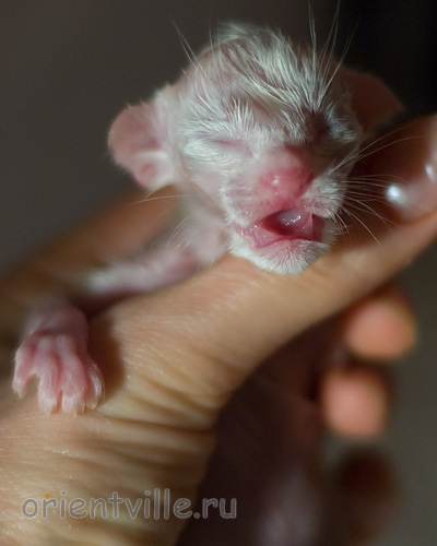 Новорожденная