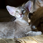 Ориентальный котенок