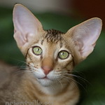 Ориентальный котенок