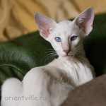 Сиамский котенок