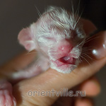 Сиамский котенок