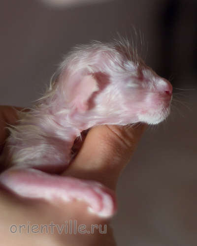 Новорожденная