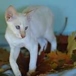 Сиамский котенок