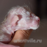 Новорожденная