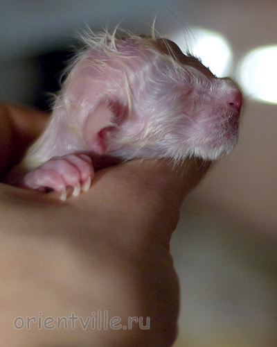 Новорожденная