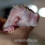 Новорожденная