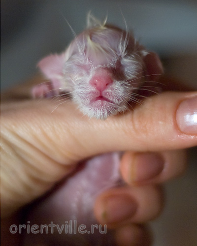 Новорожденная