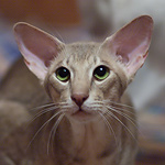 Orientville's Jack Driscoll (ORI c 24)