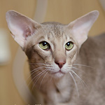 Orientville's Jack Driscoll (ORI c 24)