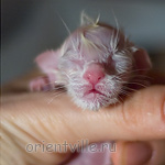 Сиамский котенок