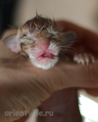 Новорожденный