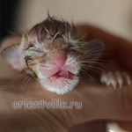 Ориентальный котенок