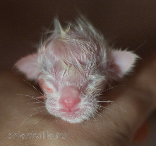 Новорожденный