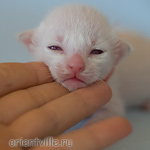 Сиамский котенок