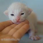 Ориентальный котенок