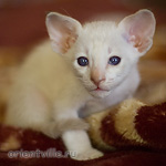 Сиамский котенок