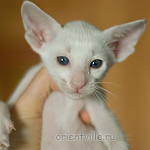 Ориентальный котенок