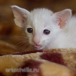 Сиамский котенок