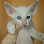Ориентальный котенок