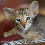 Ориентальный котенок