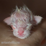 Сиамский котенок