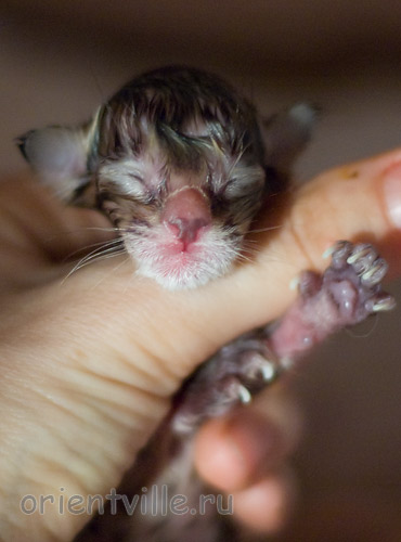 Новорожденный