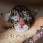 Ориентальный котенок
