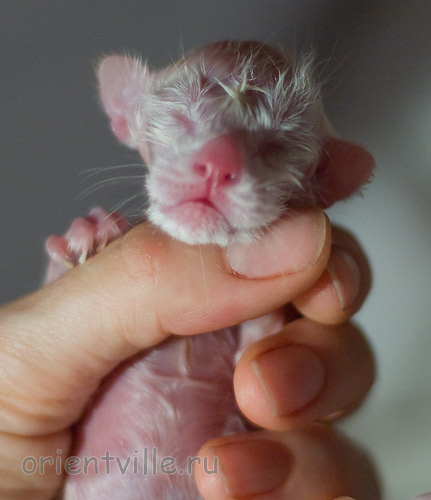 Новорожденный