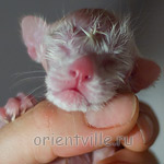 Сиамский котенок